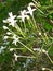 Sweet white Millingtonia HortensisÂ , Flower